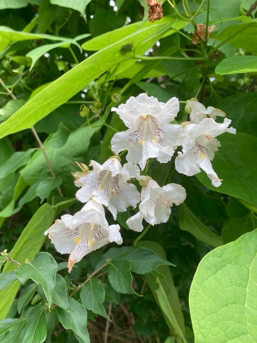 According to the Arbor Day Foundation, the orchid-like flowers of the catalpa are frequently visited by hummingbirds. In addition, it is the sole host of the catalpa sphinx moth and provides nourishment for bees in early summer.